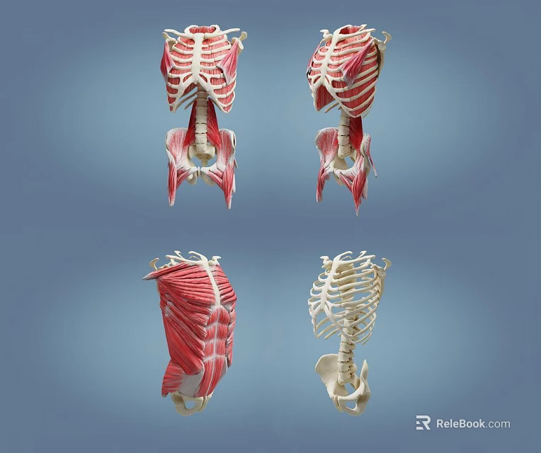 Game Film Character Torso Anatomical 3D Model Muscles Skeleton And Multiple Views 3d model 