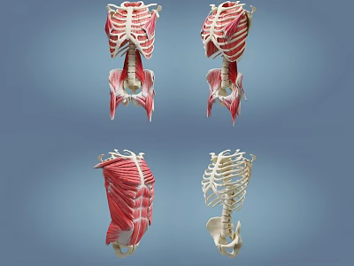 skeleton sternum human skeleton 3d model