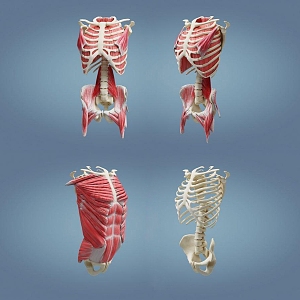 skeleton sternum human skeleton 3d model