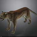 Reddish Brown Puma Standing With Open Mouth On Grey Background