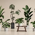 Bonsai and Potted Plants Indoor Decor with Various Green Plants in Different Pots and Wooden Table
