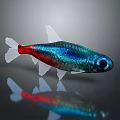 Colorful Aquatic Fish with Red Blue Green Scales White Fins Tail Reflection on Gray Background