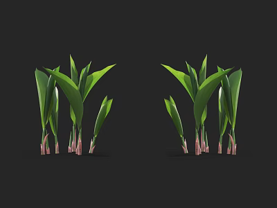 Green Leaf Plants With Pink Stems Growing In Symmetrical Arrangement On Dark Background 3d model