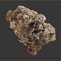 Natural Coral Formation With Brown Beige Porous Texture And Irregular Shape On Dark Background