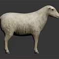 Realistic White Sheep With Fluffy Wool Standing On Dark Background 3d model