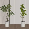 Bonsai Potted Plants In White Cylindrical Planters With Vertical Striped Walls Wooden Flooring Hanging Light