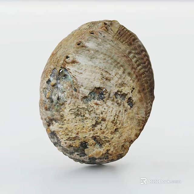 Marine Aquatic Animal Shell With Irregular Shape Natural Rough Surface And Brownish Spots 3d model 