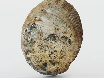 Abalone shell jewelry shellfish jewelry abalone shell specimen shell carapace 3d model