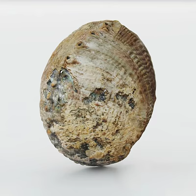 Marine Aquatic Animal Shell With Irregular Shape Natural Rough Surface And Brownish Spots 3d model