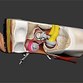 3D Ear Anatomical Illustration Showing Detailed Internal Structure And Medical Components For Education