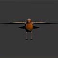 Small Bird With Spread Wings Orange Chest And Gray Wings On White Background