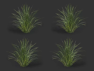 Green Grass With Slender Leaves Four Clumps On Black Background 3d model