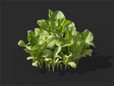 Fresh Vibrant Green Leafy Vegetables with Crisp Leaves for Healthy Meals 3d model