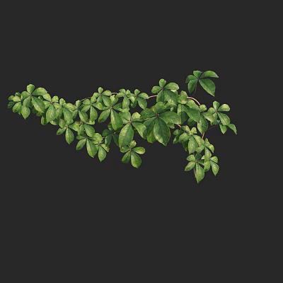 Modern Vine Taiwan Cliff Climbing Vine 3d model