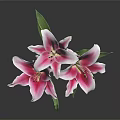 Pink and White Lilies in Vase with Green Leaves on Dark Background
