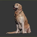 Golden Retriever Sitting On Black Shiny Surface With Gray Background Looking Happy And Relaxed