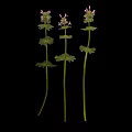 Three Herbal Plants With Green Leaves And Pink Flowers Isolated On Black Background