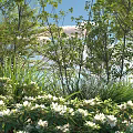 Tall Arbor Trees With Lush Green Leaves And White Flowers Under Clear Blue Sky