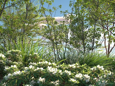 Tall Arbor Trees With Lush Green Leaves And White Flowers Under Clear Blue Sky 3d model