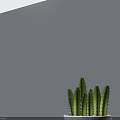 Cactus Bonsai Plant in White Pot On Gray Table With Light Gray Wall Background