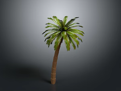 Tall Palm Tree With Green Fronds And Brown Trunk Against Gray Background 3d model