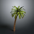 Tall Palm Tree With Green Fronds And Brown Trunk Against Gray Background