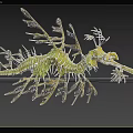 Leafy Seadragon Unique Aquatic Animal With Yellow Green Body And Leaf Like Appendages