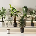 Modern Indoor Potted Plants Display With Various Green Species And Illuminated Shelves