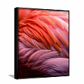Closeup View Of Vibrant Pink And Orange Flamingo Feathers With Soft Texture