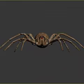 Brown Spider With Long Legs On Dark Reflective Background Close Up View 3d model
