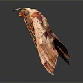 Realistic 3D Rendered Orange Moth With Spread Wings And Antennae On Dark Background