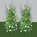 Lush Green Shrubs With White Flowers In Garden Against Gray Wall And Green Grass