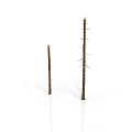 Brown Plant Branches With Small Thorns And Tiny Twigs In Varying Heights On White Background
