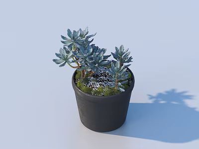 Bonsai Potted Plant With Black Pot Blue Green Leaves And Moss In Light Blue Background 3d model