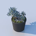 Bonsai Potted Plant With Black Pot Blue Green Leaves And Moss In Light Blue Background