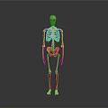 Human Skeleton Anatomical Model Displaying Body Organs And Bone Structure