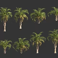 Multiple Palm Trees With Green Leaves And Trunks On Dark Background 3d model