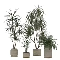 Various Indoor Potted Plants With Green Foliage In White Ceramic Pots For Home Decor