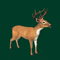 Brown Deer With Antlers Standing On Green Background In Side Profile View