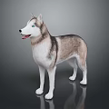 Gray and White Siberian Husky Dog With Blue Eyes Standing On Dark Shiny Surface
