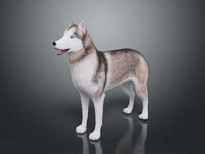 Gray and White Siberian Husky Dog With Blue Eyes Standing On Dark Shiny Surface 3d model