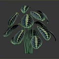 Vibrant Green Houseplant With Striking Striped Foliage For Indoor Decor