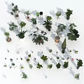 Diverse Bonsai and Potted Plants Collection With Various Sizes Shapes and Pot Styles