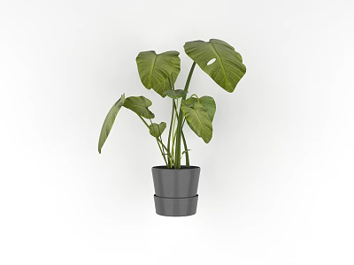 Bonsai Potted Plant With Large Green Leaves In Gray Cylindrical Pot 3d model