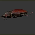 Shiny Red And Black Beetle With Dark Head And Legs On Dark Background