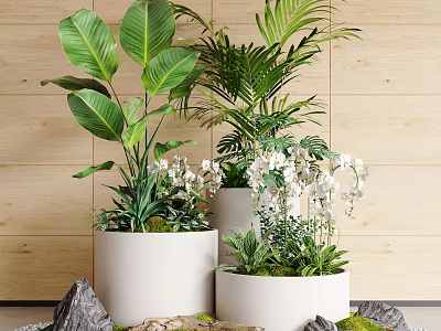 Lush Bonsai Potted Plants With Large Green Leaves White Orchids White Pots And Wooden Wall 3d model