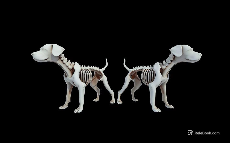 Two White Reptile Skeleton Models Displayed Against Black Background Setup 3d model 