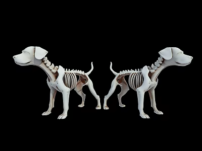 Two White Reptile Skeleton Models Displayed Against Black Background Setup 3d model