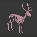 Golden Deer Skeleton Model With Detailed Bone Structure On Dark Reflective Background