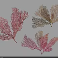 Vibrant Red Yellow Pink Feathery Aquatic Plants With Elegant Frond Shapes